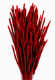 Phleum Code