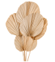 Palm Round Bianca