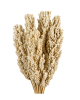 Sorgo Secco