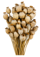 Sierbloem Secco