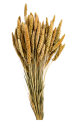 Setaria Verde Secca
