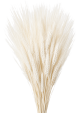 Grano Secco Con Baffo