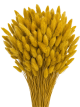 Lagurus Secco