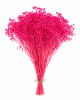 Broom Bloom Secco