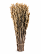 Avena Coltivata Secca