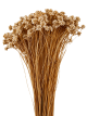 Hill Flower Secco