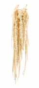 Amaranthus Secco Pendente