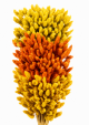 Phalaris Secco